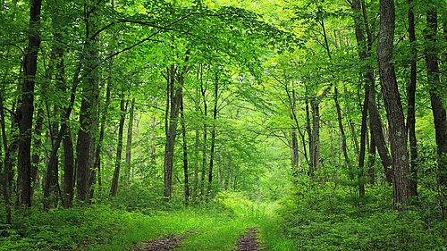 A Pathway leading into a forest.